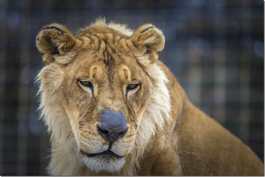 Lion iStockPhoto