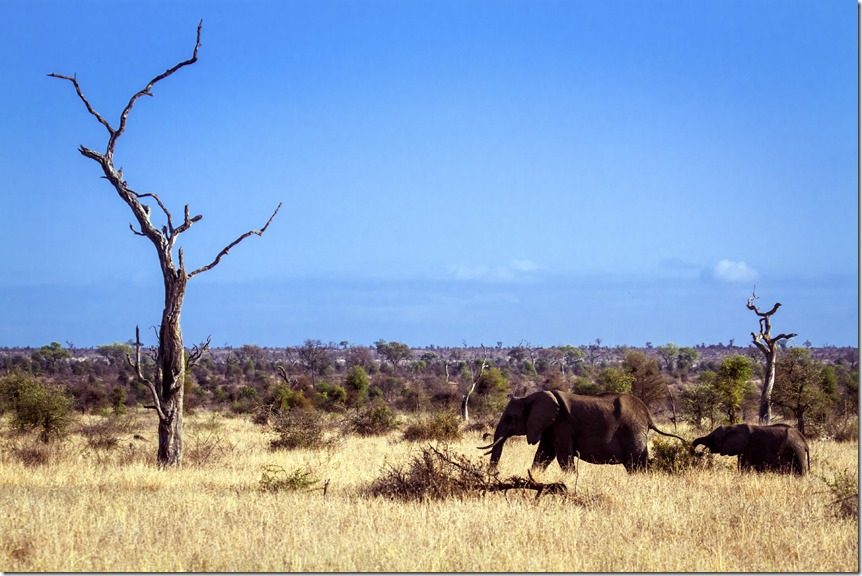 African bush elephant in Kruger National park