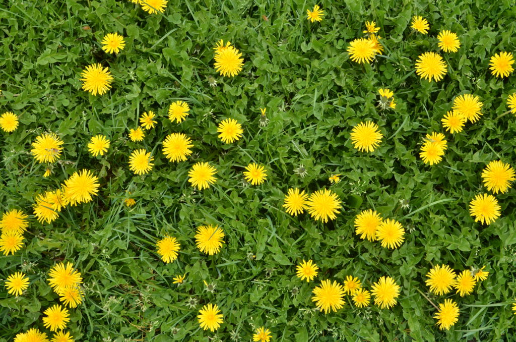 Blooming dandelion flowers