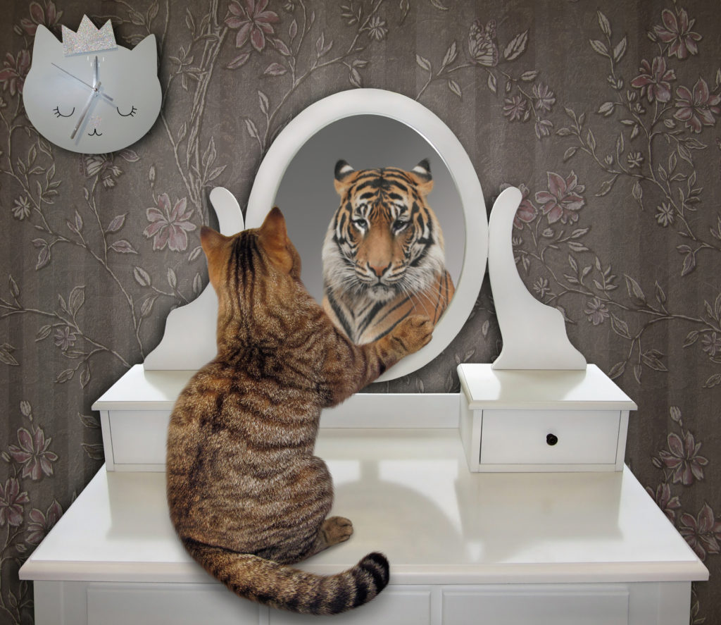 Cat looks at his reflection in mirror and sees a tiger