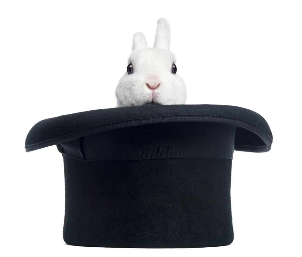 Mini rex rabbit appearing from a top hat, isolated