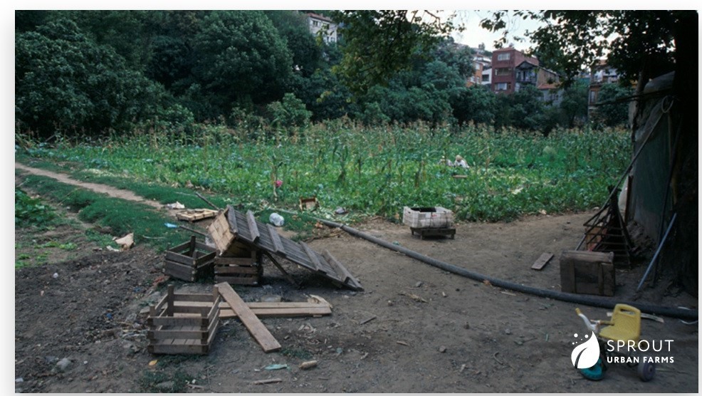 A picture of an abandoned garden