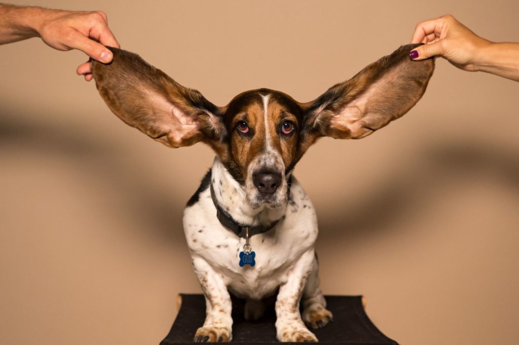 Dog with his ears being held up